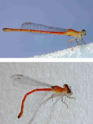 Agriocnemis sp.
